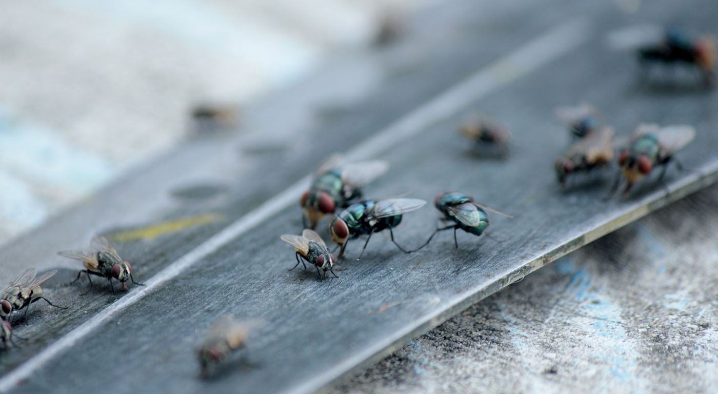 Cockroach control treatment