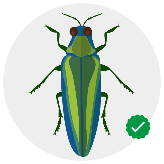 Wood Borer